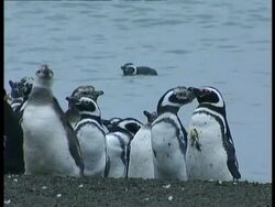 MS Magellanic penguins, Spheniscus magellanicus, standing around amongst colony on seashore, Antarctica Stock Footage
