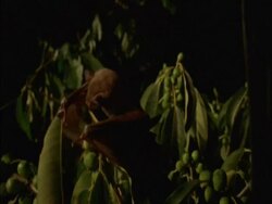 High Speed - Bat flies in and grabs fig from tree, Panama Stock Footage