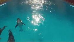 Dolphins jumping out of water Stock Footage