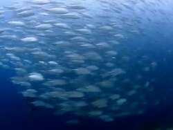 TrevallyJack Closed Up Stock Footage