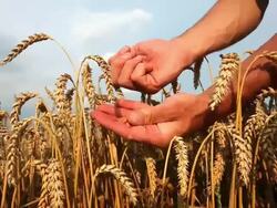 HD Farmer's hands checking grains of wheat Stock Footage