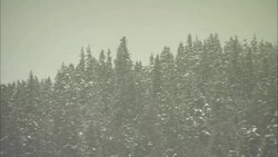 Snow falls in a dense evergreen forest. Stock Footage