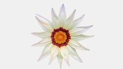 Sun Flower - Gazania blooming in a time lapse video on a white background. Alpha channel included. Stock Footage