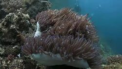 Pink Anemonefish hiding in sea anemone, Pacific Ocean Stock Footage