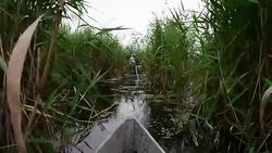 In the colony of birds Stock Footage