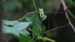 VOICED : Refugio en Nicaragua para ranas de ojos rojos News Clip