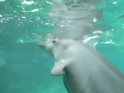 CU Male human hand touching nose of two Bottlenose Dolphins underwater / Curacao Sea Aquarium, Curacao, Netherlands Antilles, ABC islands of the Leeward Antilles Stock Footage