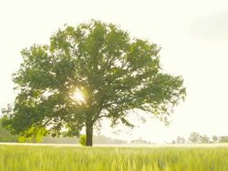 HD DOLLY: Tree In A Field Of Wheat Stock Footage