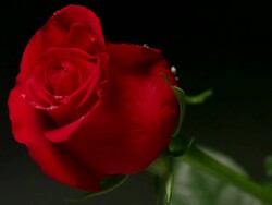 Snowflakes On A Rose Stock Footage