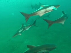 School of bat rays and Sandtiger Ragtooth shark. North Carolina, Atlantic Ocean  Stock Footage