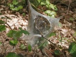 Worms wide shot Stock Footage