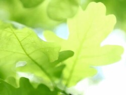 Green leaves Stock Footage
