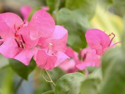 pink paper flower Stock Footage