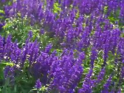 Lavender Flowers Blossom Stock Footage