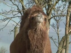 Camel chewing Stock Footage