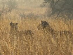 Lions in long grass Stock Footage