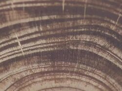 Close Up tilt-up - Concentric circles mark the layers of a tree in a cross-section of wood in a lab. / USA Stock Footage