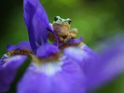 Frog on the flower Stock Footage