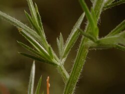 T/L Dodder (Cuscuta sp.) BCU shoot creeping up host plant, United Kingdom Stock Footage