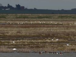 Bird Life At Elmley Marshes Stock Footage