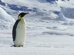 WS View of Emperor Penguin standing and dropping / Antarctica Stock Footage