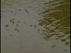 MS frogs leaping across water, Bandhavgarh National Park, India Stock Footage