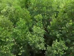 Mangrove forest Stock Footage