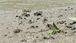 Fiddler crabs Stock Footage