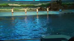 Dolphin show in progress in Pyongyang News Clip