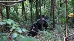 VOICED : Ugandan gorillas bring tourist dollars but tensions remain News Clip