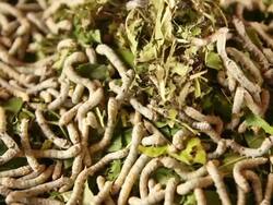 SilkWorms Stock Footage