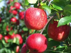 red apples Stock Footage