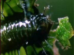 Beetle larvae eating Dipteryx leaf, time lapse, BCU, Panama Stock Footage