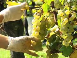 HD: Harvesting Grape Stock Footage