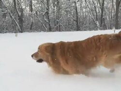 HD STEADY SLOW MO: Dog Running In Deep Snow Stock Footage