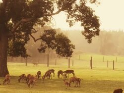 Reindeer in Ontario Stock Footage