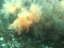 'Medium Close Up hand-held-Kelp sways in ocean current. / Alaska, USA' Stock Footage