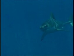 MS Great White Sharks, two sharks, one swims past camera, another swims to camera, Guadalupe Island, Pacific Ocean Stock Footage