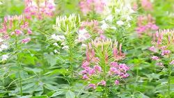 HD Panning: White flowers that bloom in the garden. Stock Footage
