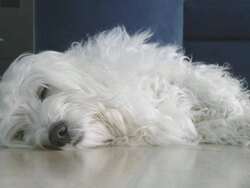 HD: Dog Lying Sleepy On The Floor Stock Footage