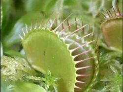 Venus Fly Traps rotate, UK Stock Footage