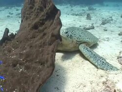MS tracking right to reveal male Green Turtle resting behind sponge, swimms off, Sangalaki, Indonesia Stock Footage