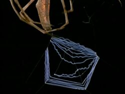 Net-casting Spider (Dinopis) - CU tilt up from net to spider, Australia Stock Footage