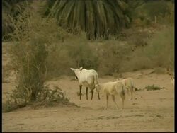 Arabian Oryx, Oryx leucoryx, MS mother and 3 young Oryx walking on sand, Negev Desert, Israel Stock Footage
