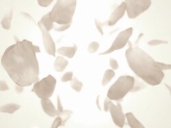 Flying Rose Petals Stock Footage