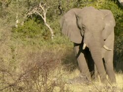 MS PAN Elephant standing and grazing on dried grass and vegetation / Okavango Delta, North West District, Botswana Stock Footage