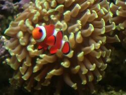 Anemonefish, Damselfish, Percula Clownfish in anemone, HD Stock Footage