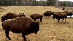 Buffaloes in field Stock Footage
