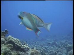 MS Pair of Bicolour parrotfish swimming together during courtship, Malaysia Stock Footage