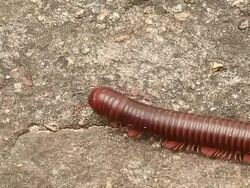 Millipede Stock Footage